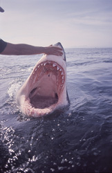 A fascinating view inside the mouth of the Great White Shark reveals its impressive anatomy
