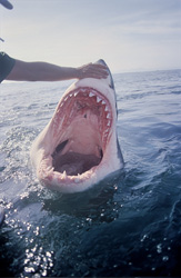 The Great White Shark reveals its impressive mouth - a breathtaking sight!