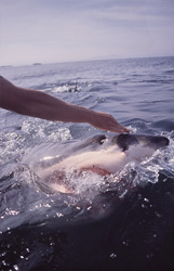 The outstretched hand captures the full attention of the Great White Shark (Carcharodon carcharias)