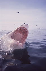 Ein Weißer Hai (Carcharodon carcharias) hat mit weit geöffnetem Maul die Meeresoberfläche durchbrochen. Seevögel ziehen ihre Kreise.