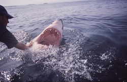 The imposing mouth of the Great White Shark: a deadly weapon underwater
