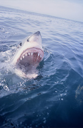 The Great White Shark presents its dangerous jaws at the sea surface