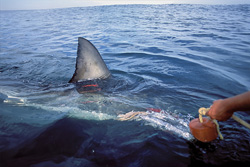 Majestic Dorsal Fin of the Great White Shark in South Africa