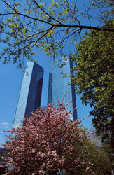 Les magnolias fleurissent devant l'imposant siège de la Deutsche Bank à Francfort
