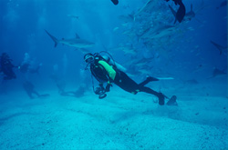 Caribbean Reef Sharks and Blacktip Sharks at Thrilling Shark Rodeo