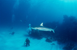 A diver admires the impressive blacktip shark off the coast of the Bahamas