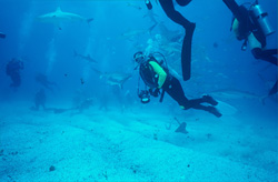Karibische Riffhaie und Schwarzspitzenhaie beim aufregenden Shark Rodeo