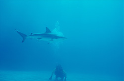 An Impressive Caribbean Reef Shark (Carcharhinus perezi) Hunting near Walker's Cay