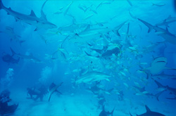 Caribbean Reef Sharks and Blacktip Sharks at Shark Rodeo off Walker's Cay