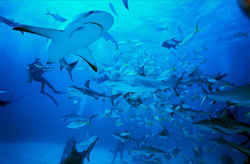Spectacular Shark Rodeo with Caribbean Reef Sharks and Blacktip Sharks