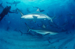 Caribbean Reef Sharks and Blacktip Sharks at the fascinating Shark Rodeo