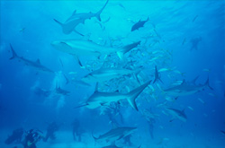 Fascinating Gathering of Caribbean Reef Sharks and Blacktip Sharks - Shark Rodeo off the Coast of the Bahamas