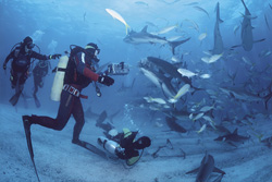Einzigartiges Shark Rodeo mit Karibischen Riffhaien und Schwarzspitzenhaien vor Walker's Cay