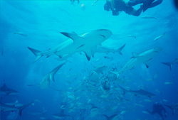 Experience the thrilling Shark Rodeo with Caribbean Reef Sharks and Blacktip Sharks