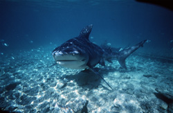 Fascinating Encounter with a Majestic Bull Shark in the Waters of Walker's Cay