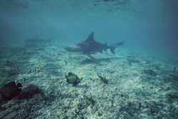 Faszinierendes Treffen: Bulls- und Zitronenhais im kristallklaren Wasser der Bahamas