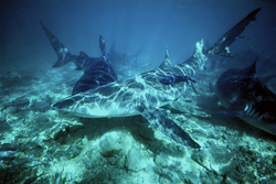 Fascinating encounter with Lemon shark and Bull sharks off Walker's Cay, Bahamas