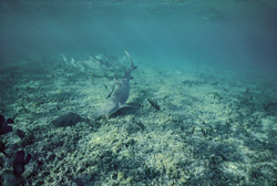 Fascinating Encounter with Lemon- and Blacktip Sharks in the Shallow Waters of Walker's Cay