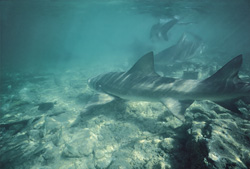 Encounter with Lemon Shark and Bull Sharks off Walker's Cay