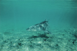 Fascinating Lemon Shark (Negaprion brevirostris) gracefully swimming over bright seabed