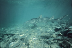Fascinating Lemon Shark (Negaprion brevirostris) in its natural habitat off Walker´s Cay