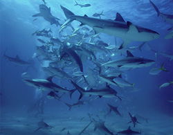 Faszinierendes Shark Rodeo mit Karibischen Riffhaien und Schwarzspitzenhaien in den Bahamas