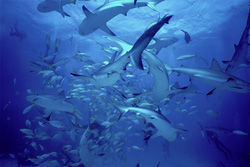 Karibische Riffhaie und Schwarzspitzenhaie in Aktion beim Shark Rodeo vor Walker's Cay