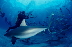 Einzigartiges Shark Rodeo: Karibische Riffhaie und Schwarzspitzenhaie in Aktion