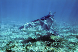 A Fascinating Lemon Shark in the Shallow Waters of Walker's Cay, Bahamas