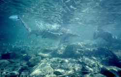 Fascinating underwater encounter: Bull shark and snorkeler