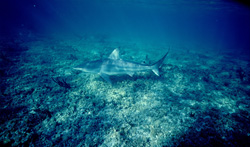 Fascinating Blacktip shark in its natural habitat