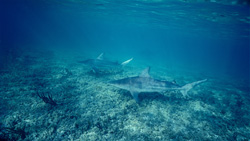 Captivating shot of two majestic Blacktip sharks at the Shark Beach
