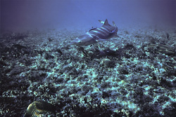 Affascinante squalo limone a Shark Point nelle Bahamas