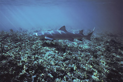 Faszinierender Zitronenhai beim Shark Point in Walker´s Cay, Bahamas