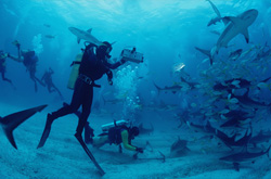 Caribbean Reef Sharks and Blacktip Sharks at the fascinating Shark Rodeo