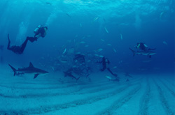 Caribbean Reef Sharks and Blacktip Sharks - Fascinating Shark Rodeo at Spiral Cavern