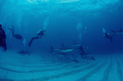 Taucher beobachten Karibische Riffhaie und Schwarzspitzenhaie am Shark Rodeo vor Walker´s Cay