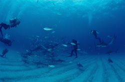 Karibische Riffhaie und Schwarzspitzenhaie beim Shark Rodeo vor Walker's Cay