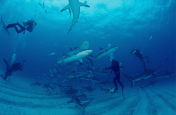 Experience the thrilling Shark Rodeo with Caribbean Reef Sharks and Blacktip Sharks in Walker's Cay