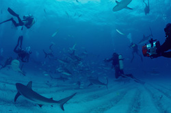 Unique Shark Rodeo with Caribbean Reef Sharks and Blacktip Sharks off the coast of Walker´s Cay