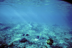 Impressive Lemon Shark in the waters of Walker's Cay, Bahamas