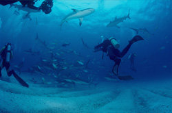 Spannendes Shark Rodeo mit Karibischen Riffhaien und Schwarzspitzenhaien vor den Bahamas