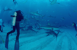 Einzigartiges Taucherlebnis mit Karibischen Riffhaien und Schwarzspitzenhaien auf den Bahamas