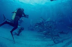 Spectacular Shark Rodeo with Caribbean Reef Sharks and Blacktip Sharks
