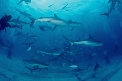 Caribbean Reef Sharks and Blacktip Sharks gather around frozen fish offal