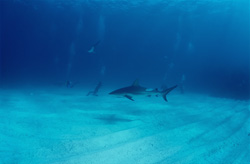 Majestic Blacktip shark elegantly passes by divers