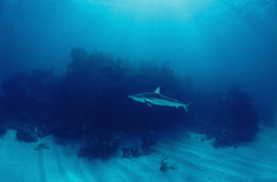 Fascinating Blacktip shark in its natural habitat