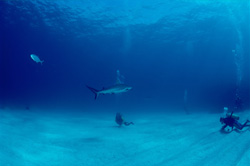 Diver admires elegant blacktip shark in the waters of the Bahamas