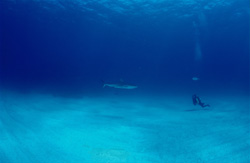 Majestic blacktip shark encounters fearless diver in the waters of Walker's Cay