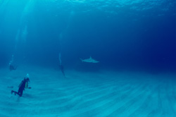 Diver watching an impressive Blacktip shark from the seabed in the waters of the Bahamas